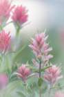 Canada, British Columbia, East Kootenay Mountains. Indian paintbrush flowers. Art Print